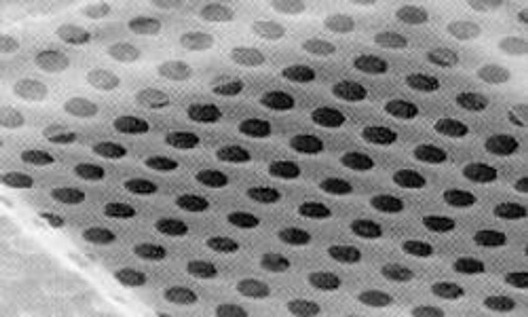 QUANTIFOIL® – Holey Carbon Films - Electron Microscopy Sciences - Life Sciences