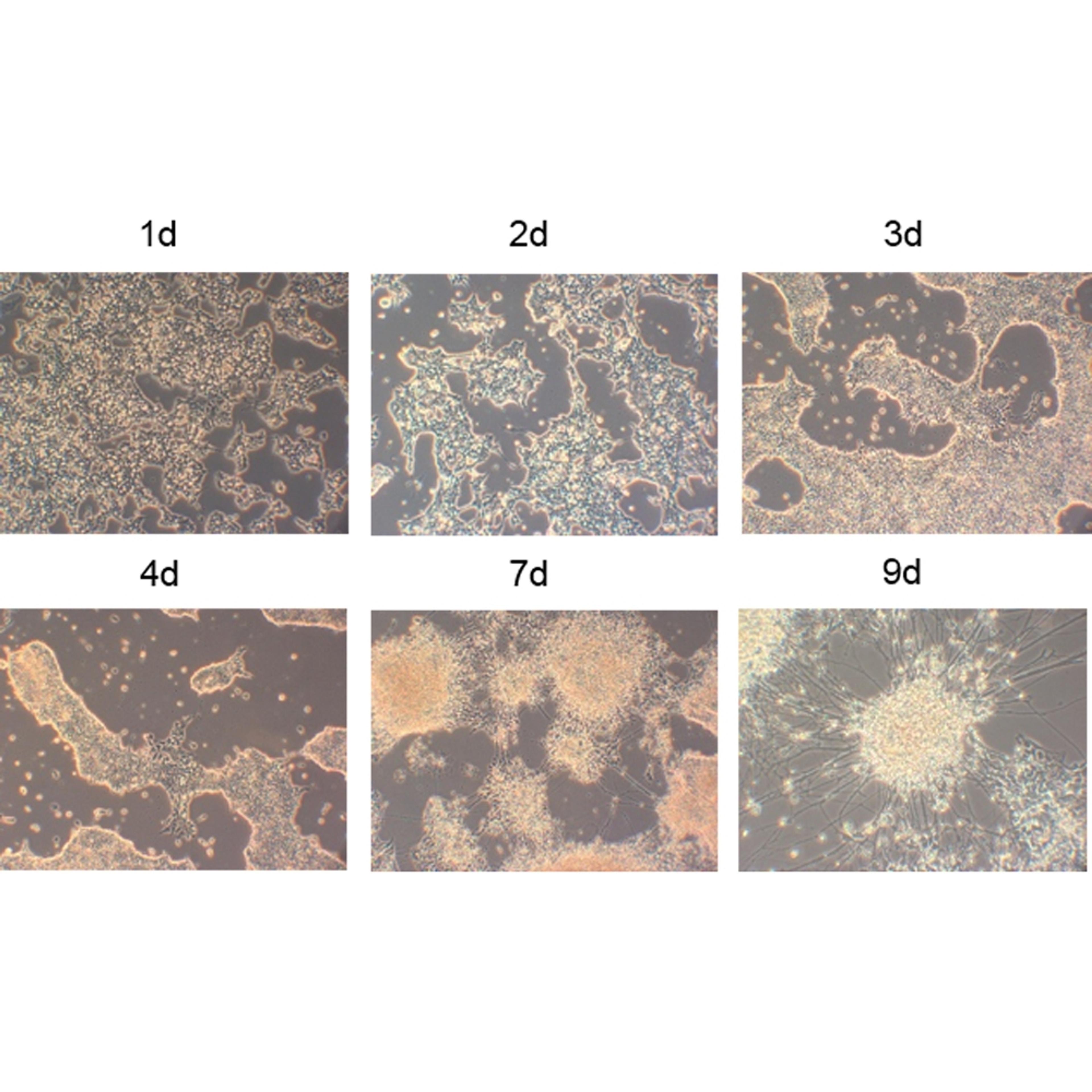 NDiff® 227 - Takara Bio