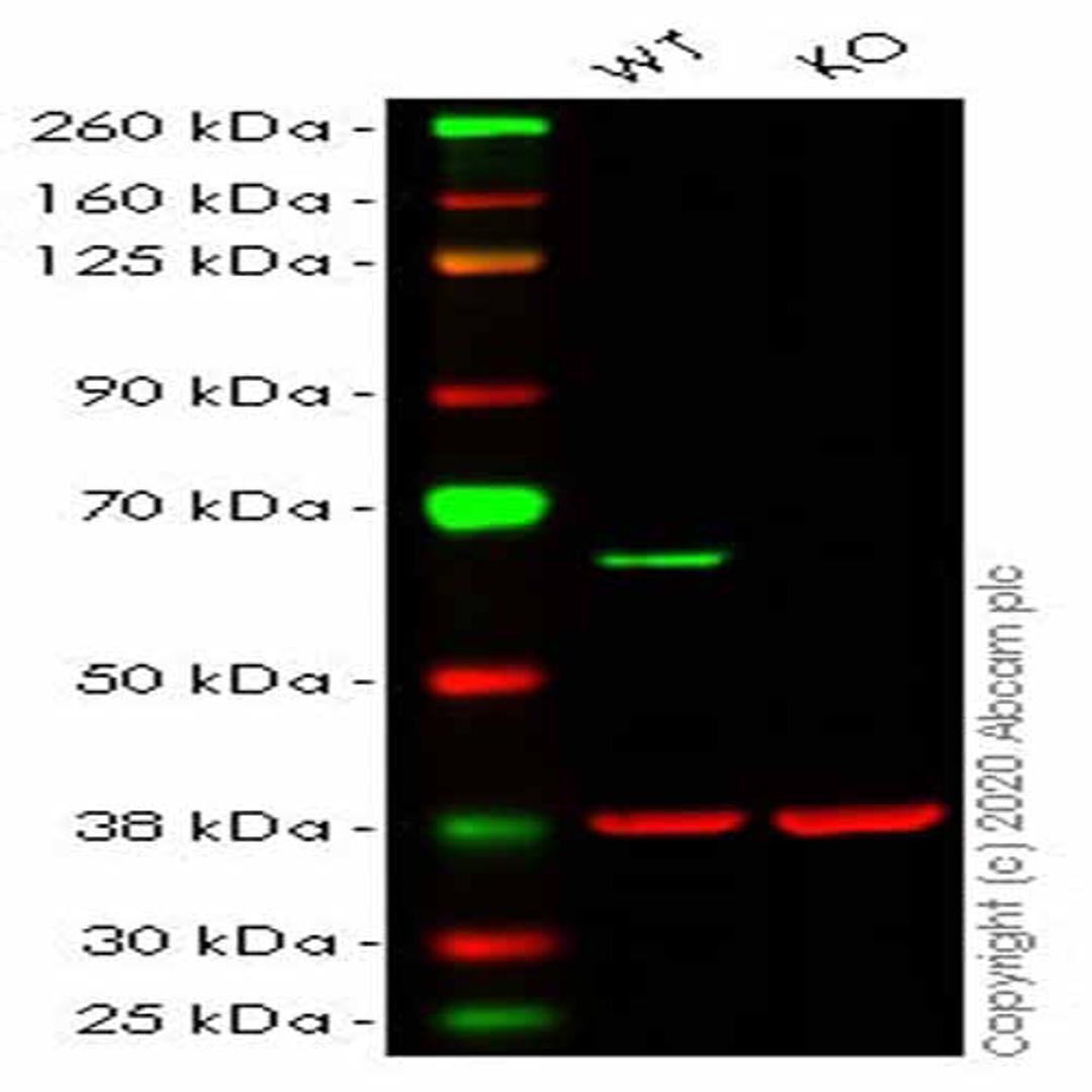 Human PAK2 knockout HeLa cell line - Abcam plc - Life Sciences