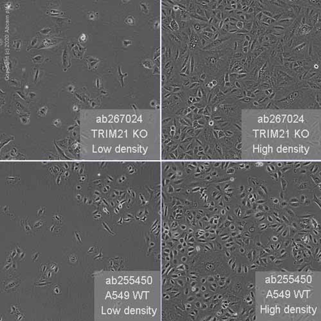 Human TRIM21 (SS-A) knockout A549 cell line - Abcam plc - Life Sciences