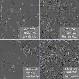 Human TRIM21 (SS-A) knockout A549 cell line - Abcam plc - Life Sciences