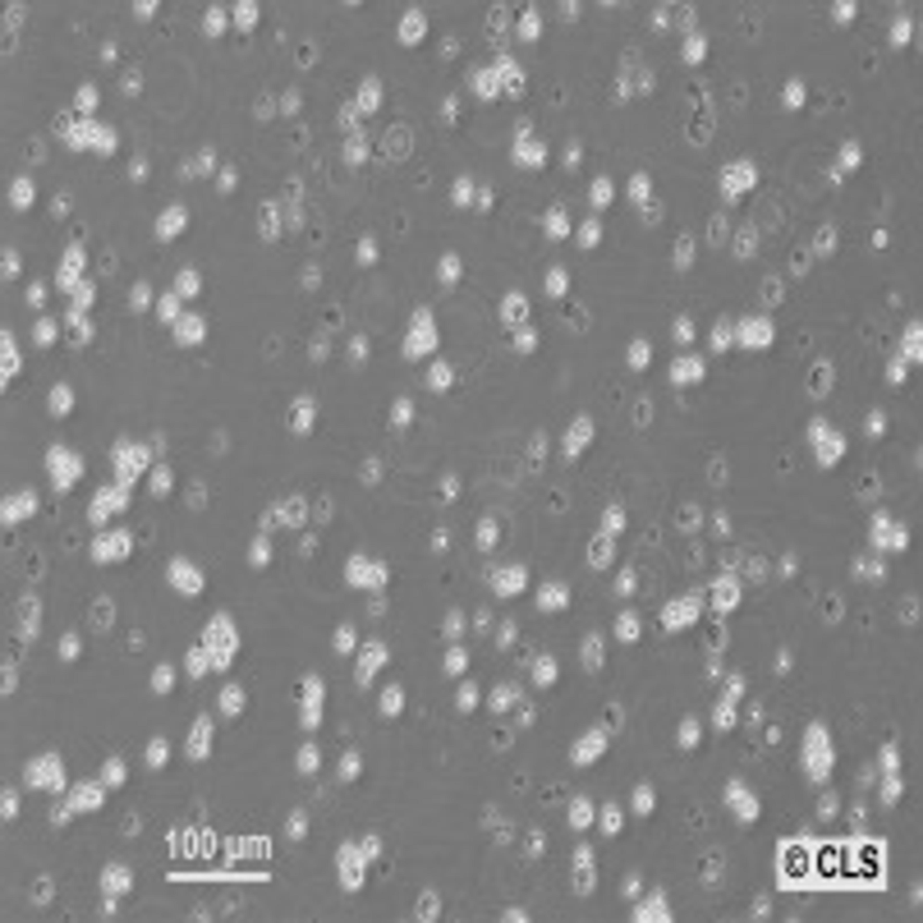 HL-60 - Cell Lines Service GmbH - Life Sciences