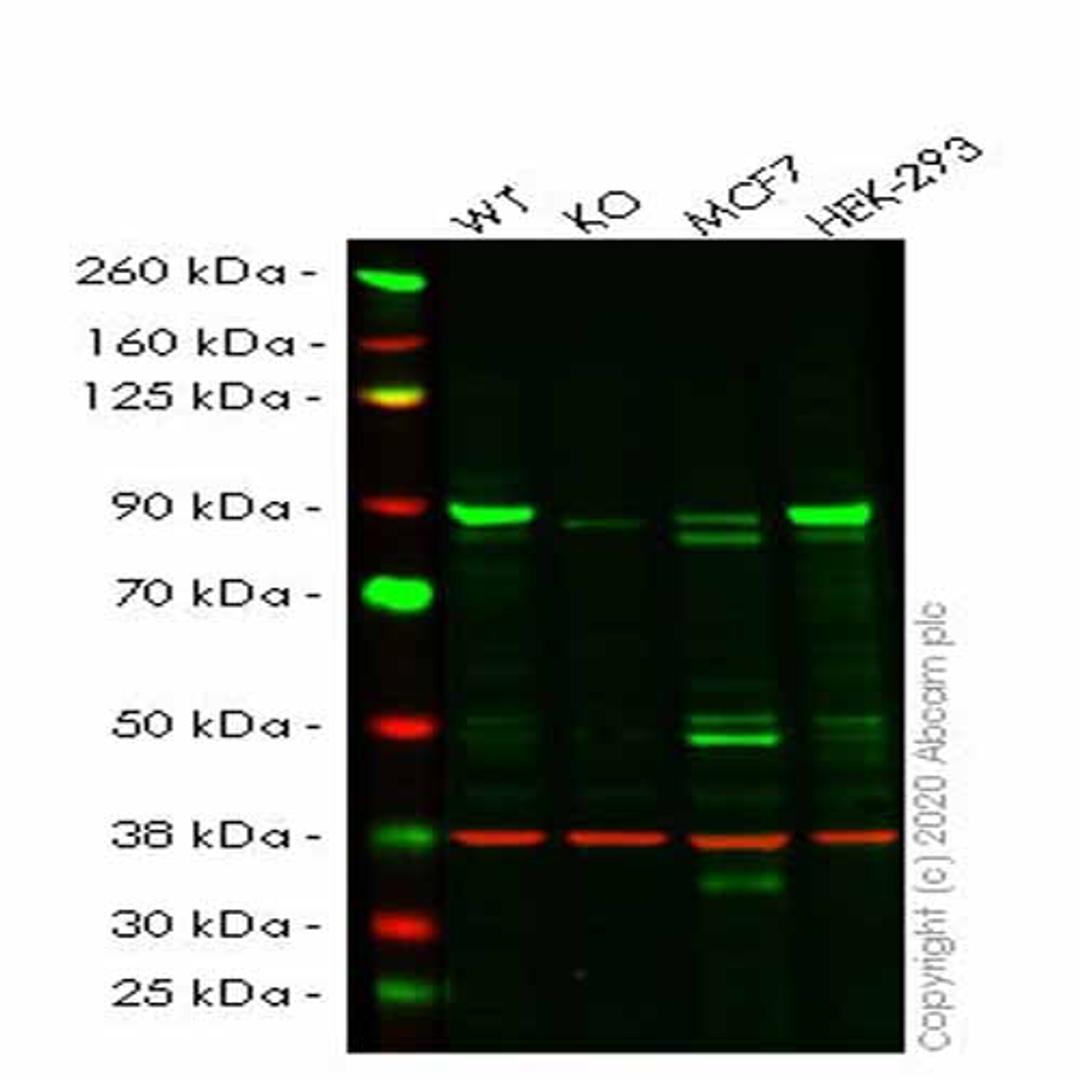 Human APPL1 (APPL) knockout HeLa cell line - Abcam plc - Life Sciences