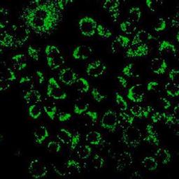 Live Cell Imaging Reagents - Merck - Life Sciences