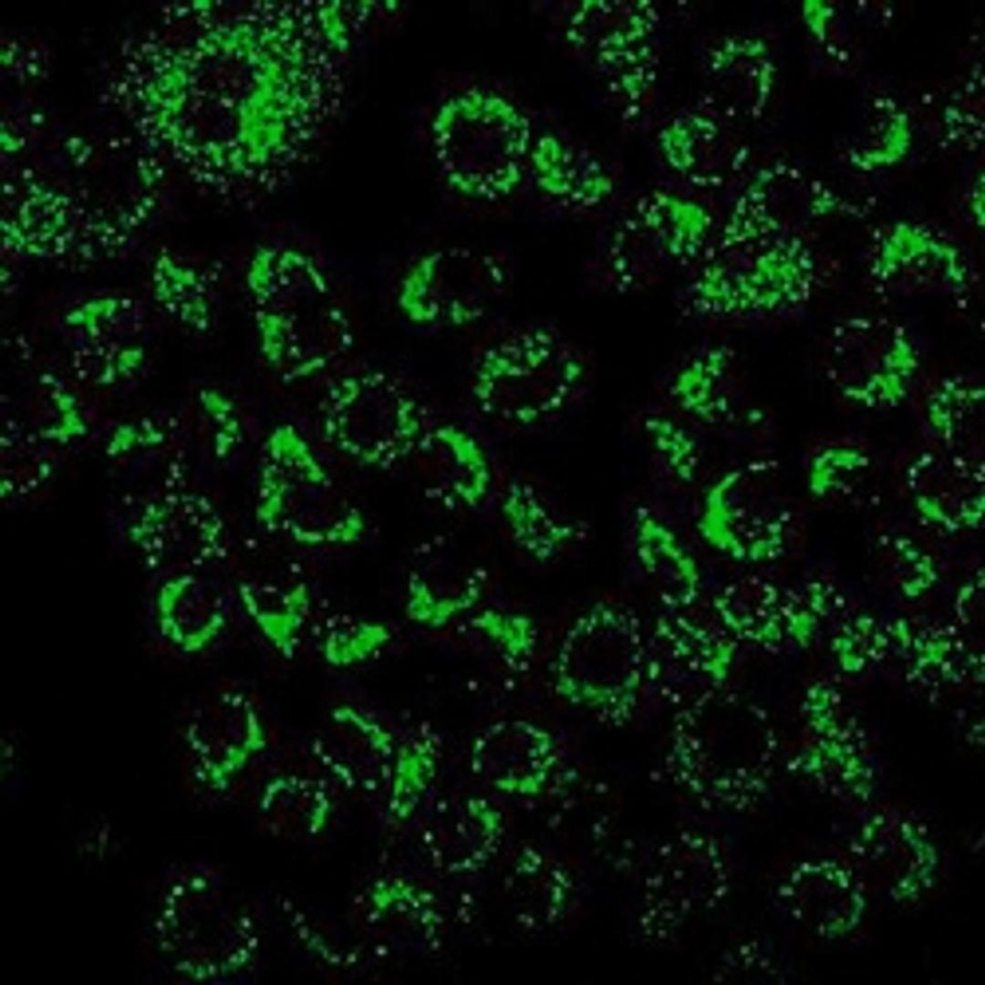 Live Cell Imaging Reagents - Merck - Life Sciences