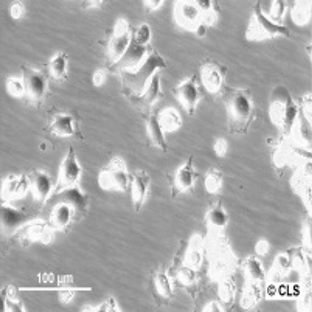 HEp-2 - Cell Lines Service GmbH - Life Sciences