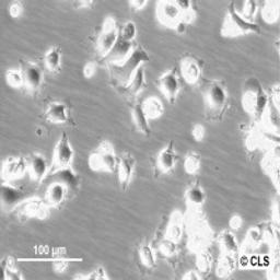 HEp-2 - Cell Lines Service GmbH - Life Sciences