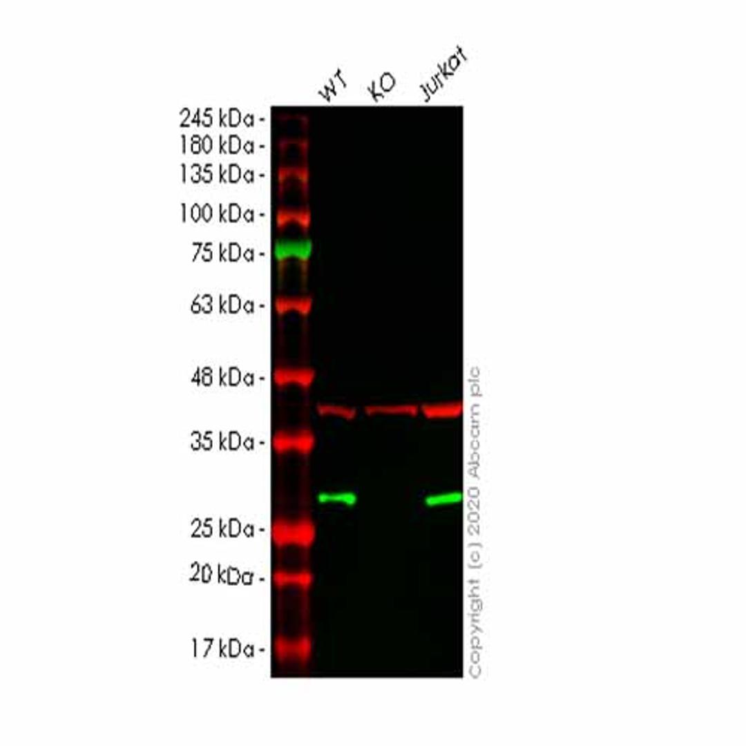 Human ARHGDIA (RhoGDI) knockout HEK293T cell line - Abcam plc - Life Sciences