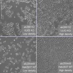 Human ULK3 knockout HEK293T cell line - Abcam plc - Life Sciences