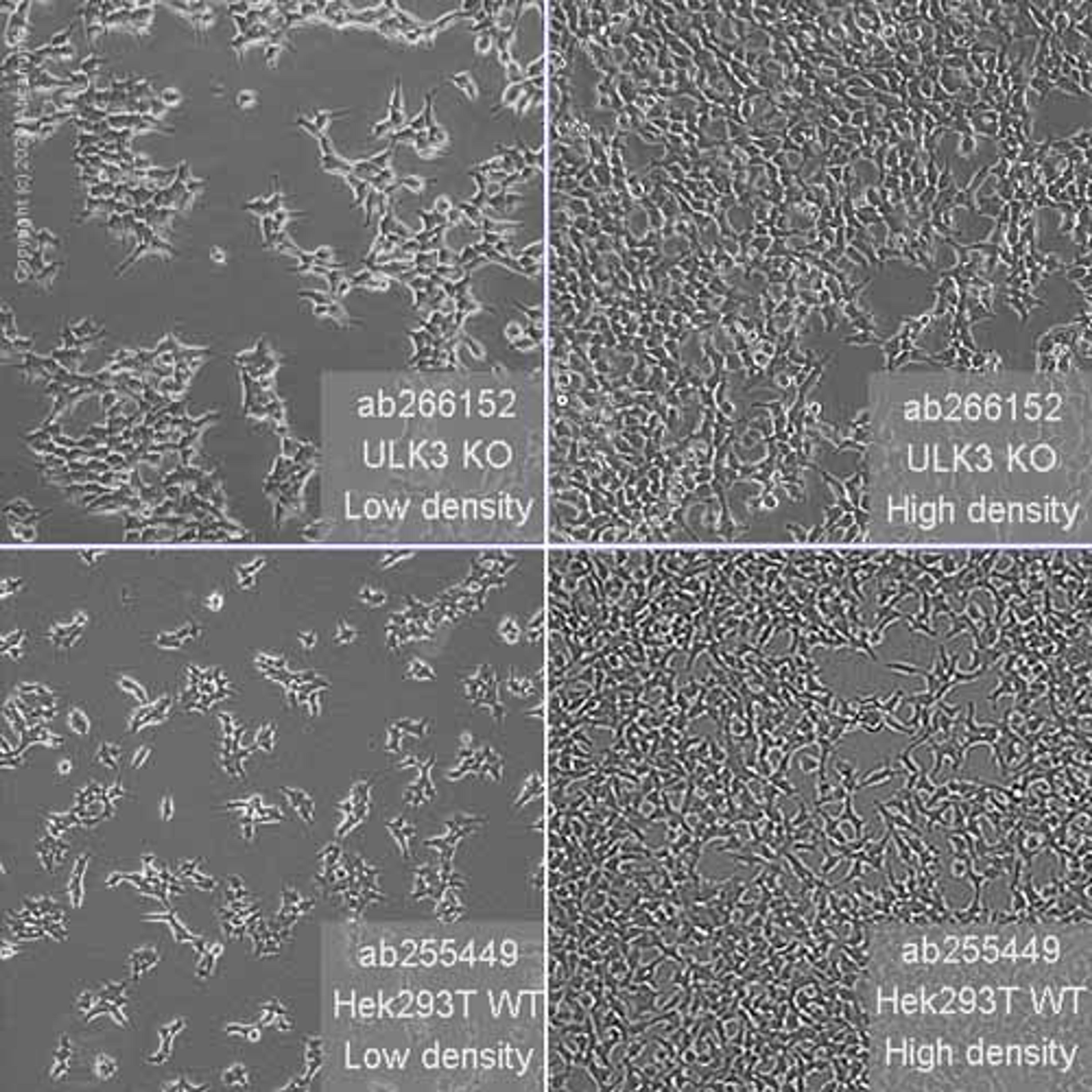 Human ULK3 knockout HEK293T cell line - Abcam plc - Life Sciences