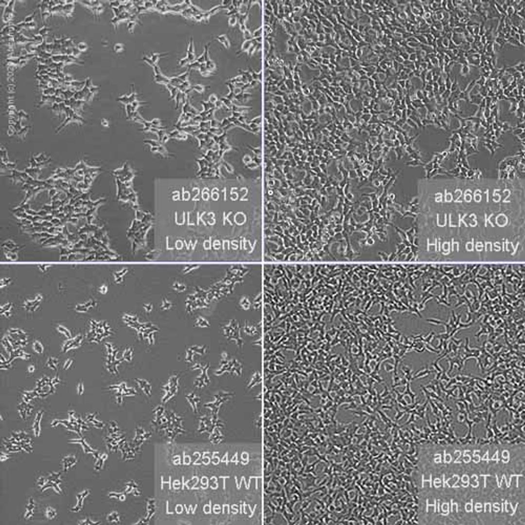 Human ULK3 knockout HEK293T cell line - Abcam plc - Life Sciences