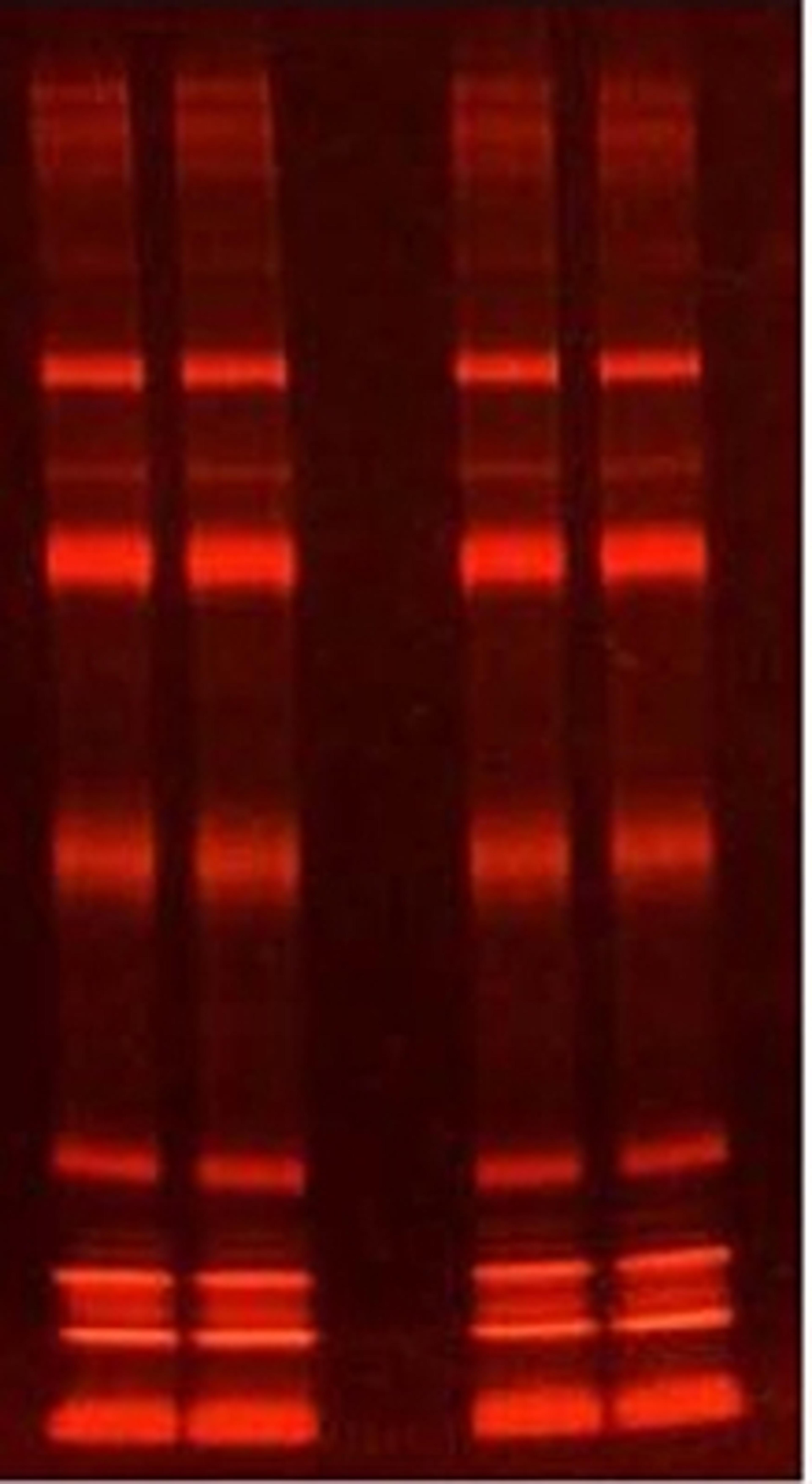 SERVA Lightning Red for 1D SDS PAGE - SERVA Electrophoresis GmbH - Life Sciences
