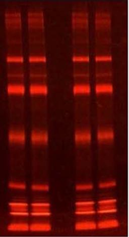 SERVA Lightning Red for 1D SDS PAGE - SERVA Electrophoresis GmbH - Life Sciences