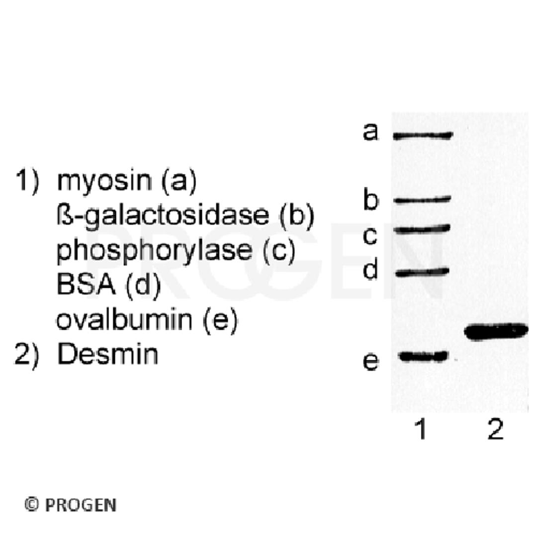 Desmin, chicken gizzard, 100 µg - PROGEN