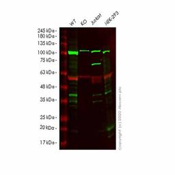 Human CCND3 (Cyclin D3) knockout HeLa cell line - Abcam plc - Life Sciences