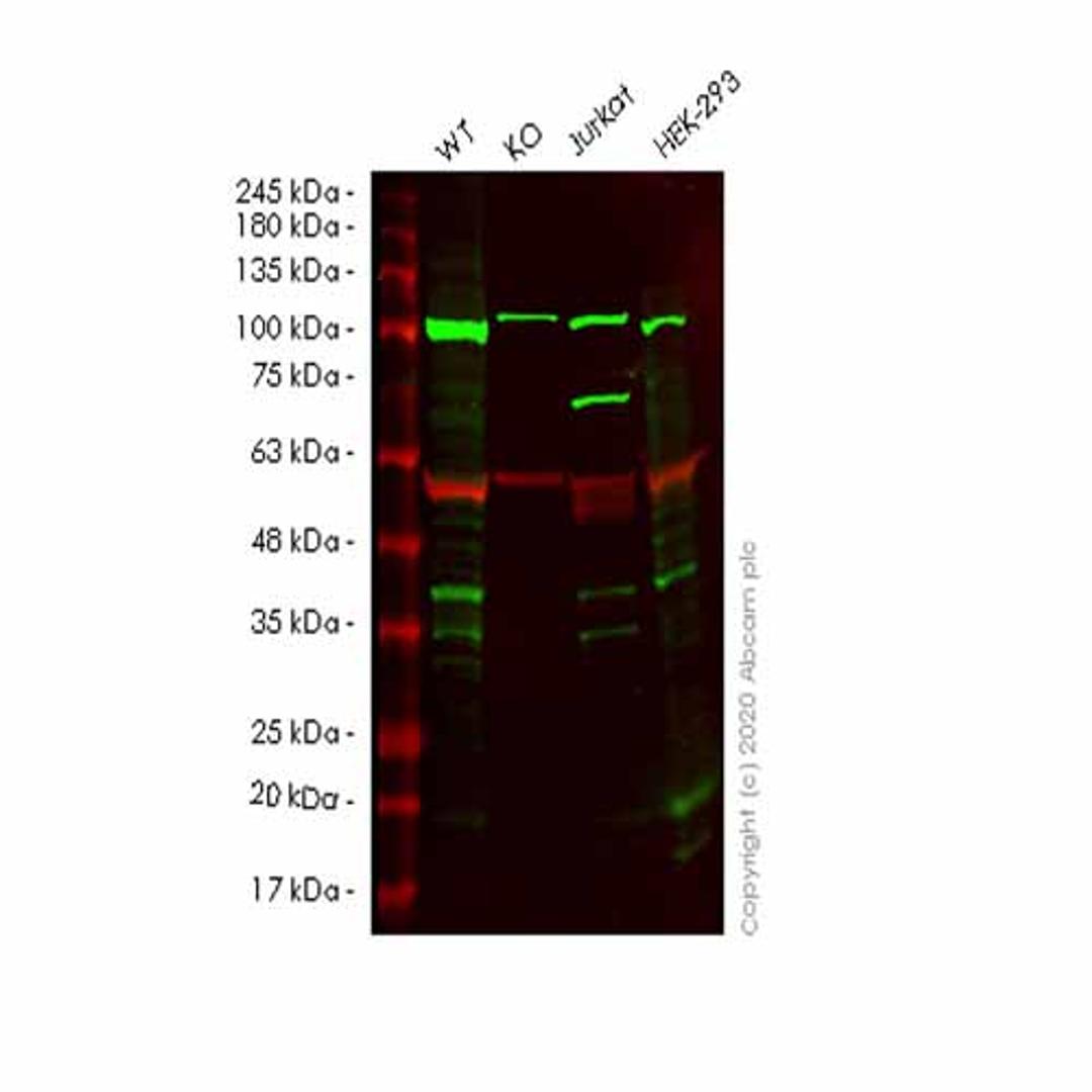 Human CCND3 (Cyclin D3) knockout HeLa cell line - Abcam plc - Life Sciences