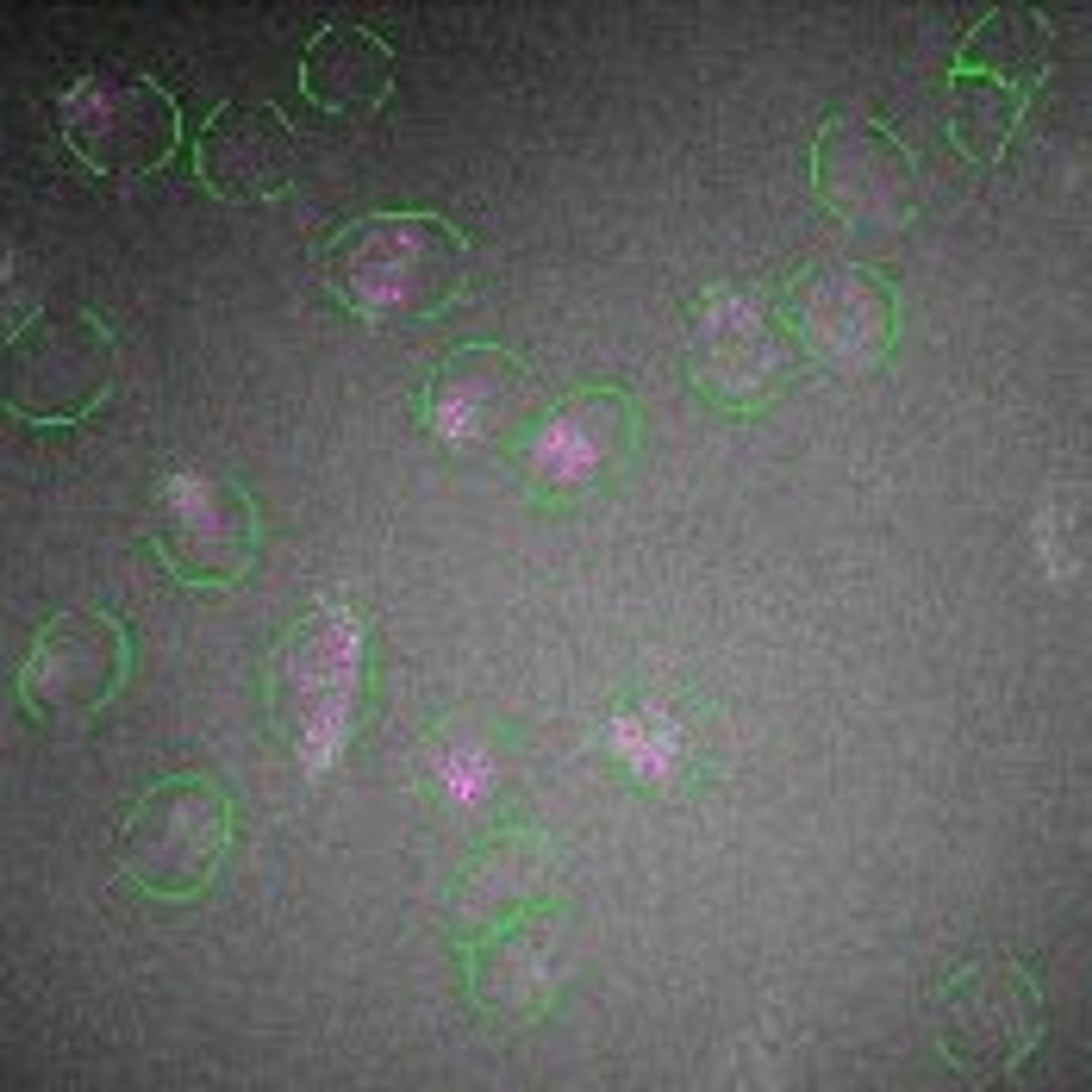 Compartmental Analysis V2 Image Analysis BioApplication - null - Life Sciences
