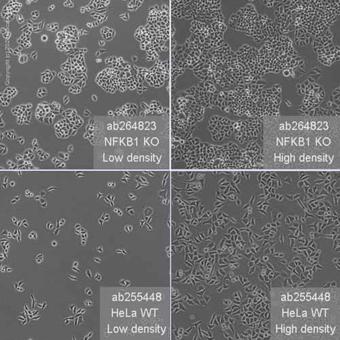 Human NFKB1 (NFkB p105 / p50) knockout HeLa cell line - Abcam plc - Life Sciences