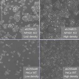 Human NFKB1 (NFkB p105 / p50) knockout HeLa cell line - Abcam plc - Life Sciences