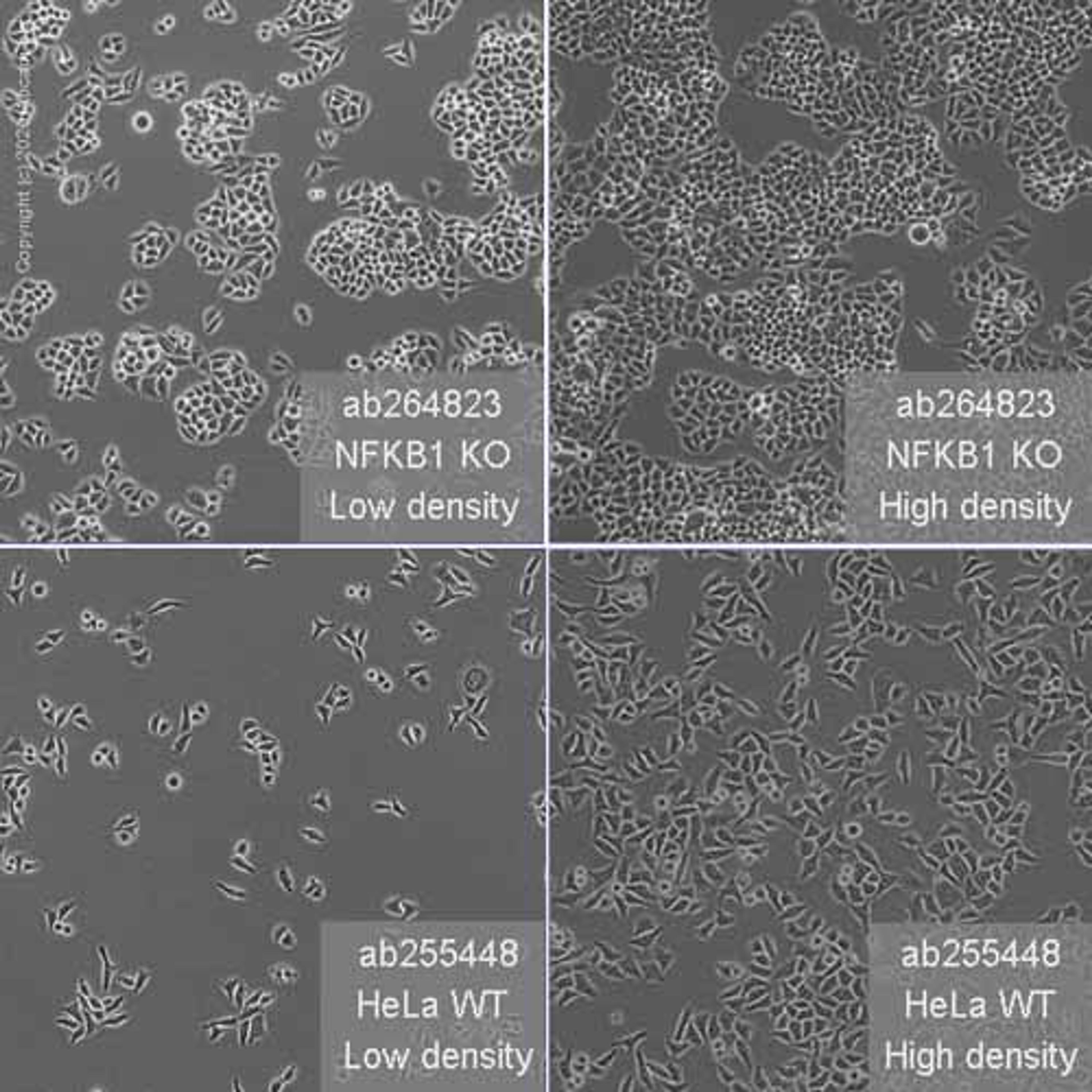 Human NFKB1 (NFkB p105 / p50) knockout HeLa cell line - Abcam plc - Life Sciences