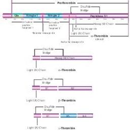 Thrombin from human plasma - Merck KGaA, Darmstadt, Germany - Life Sciences
