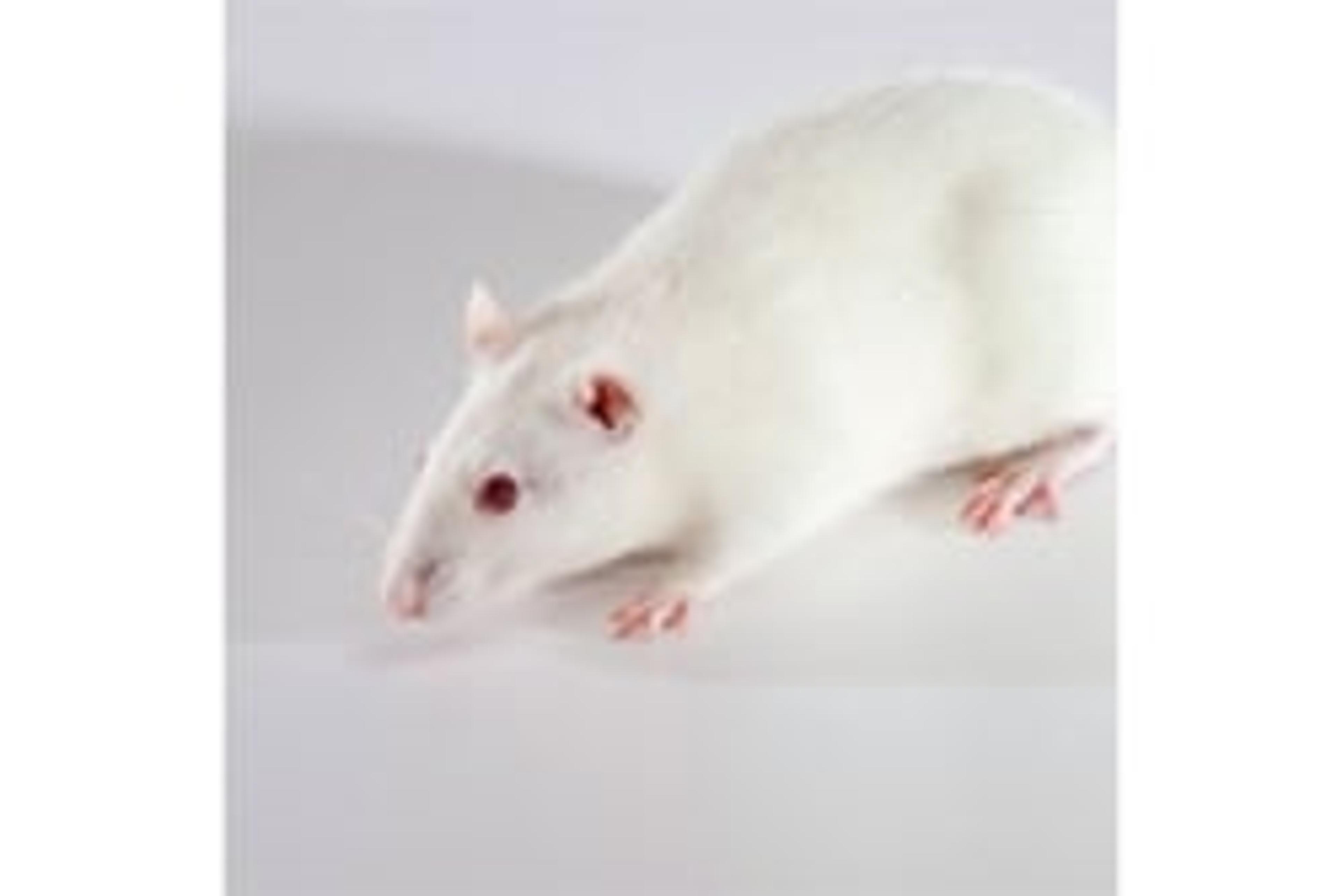 ApoE Knockout Rat - SAGE Labs - Drug discovery > Pre-Clinical Development
