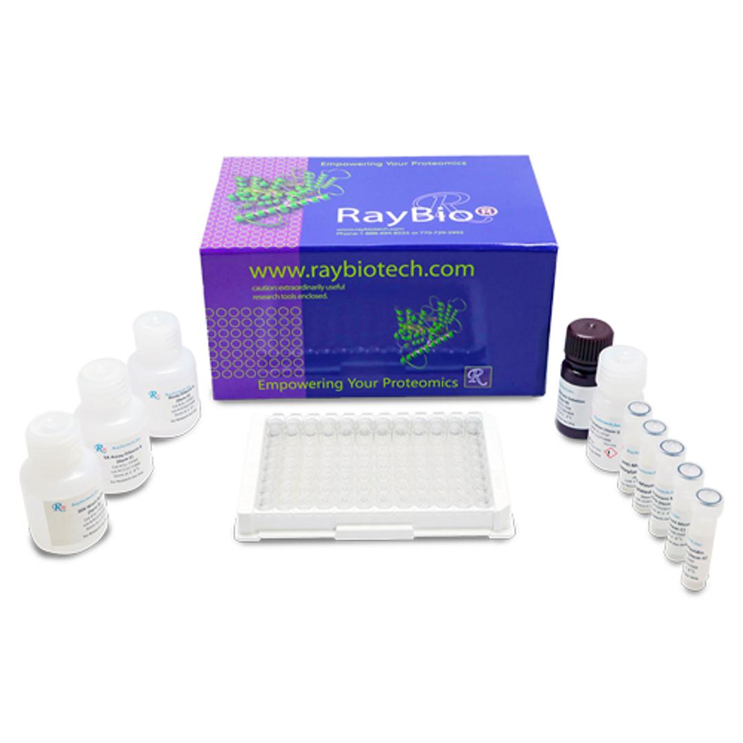 COVID-19 Spike-ACE2 Binding Assay Kit - RayBiotech Inc. - Life Sciences
