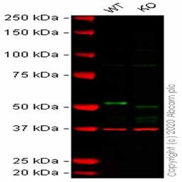Human DAPK3 (ZIP Kinase) knockout HEK293T cell line - Abcam plc - Life Sciences