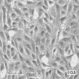 U-2 OS - Cell Lines Service GmbH - Life Sciences
