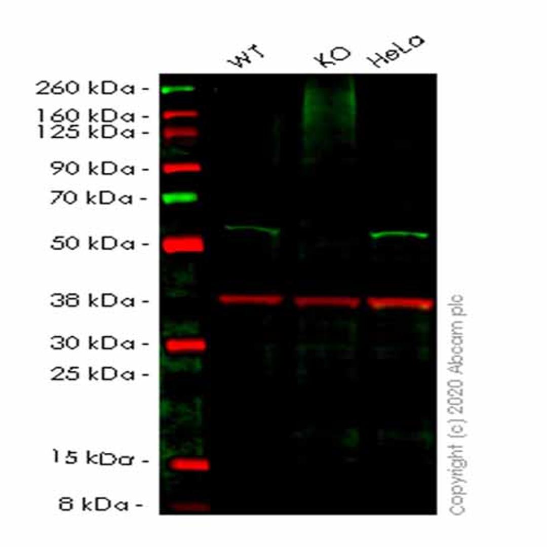 Human UBXN6 (UBXD1) knockout HEK293T cell line - Abcam plc - Life Sciences