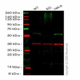 Human UBXN6 (UBXD1) knockout HEK293T cell line - Abcam plc - Life Sciences