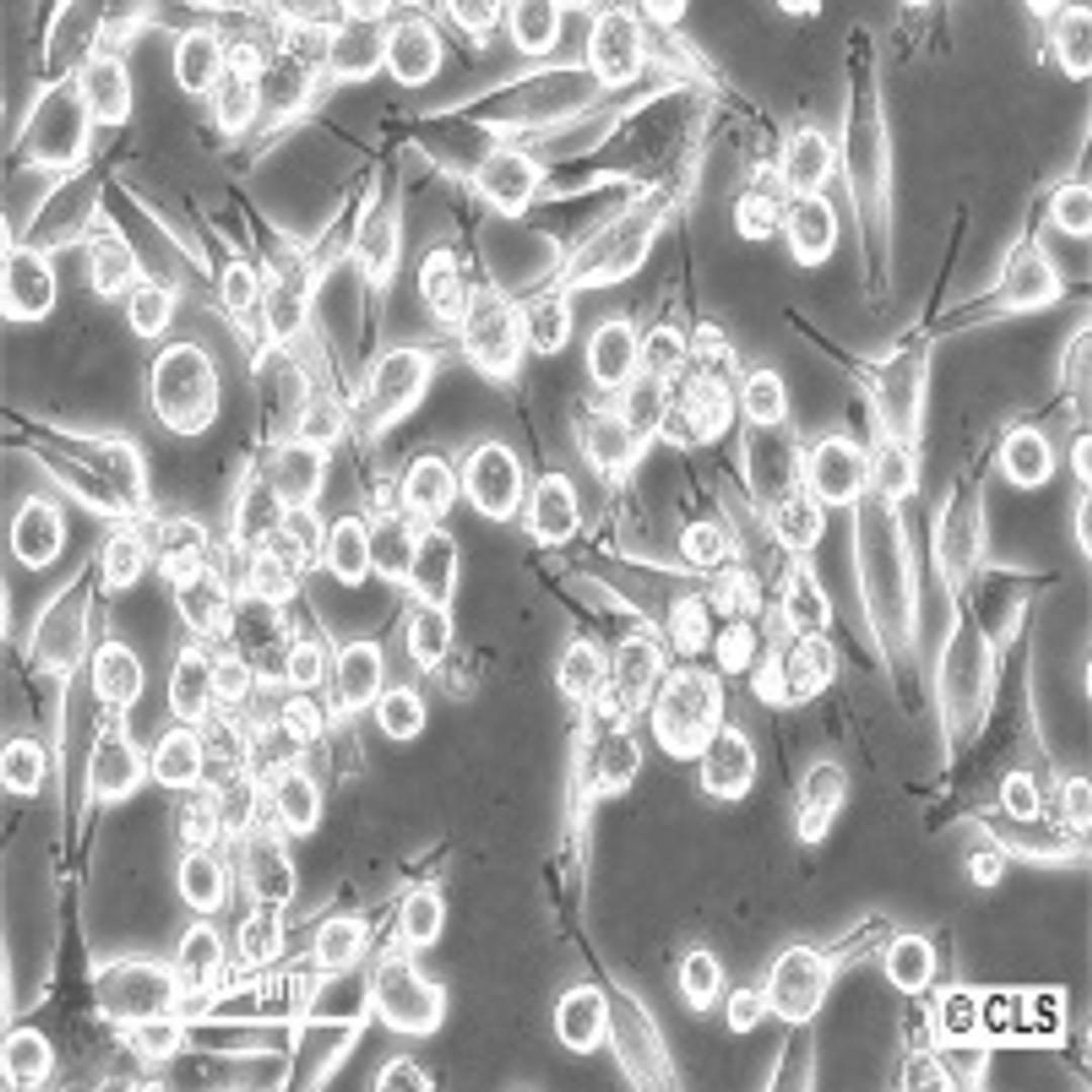 SK-MEL-5 - Cell Lines Service GmbH - Life Sciences