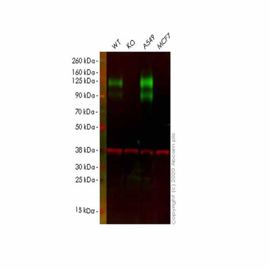 Human CEACAM1 knockout A549 cell line - Abcam plc - Life Sciences