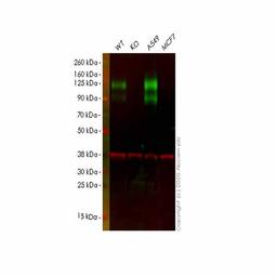 Human CEACAM1 knockout A549 cell line - Abcam plc - Life Sciences