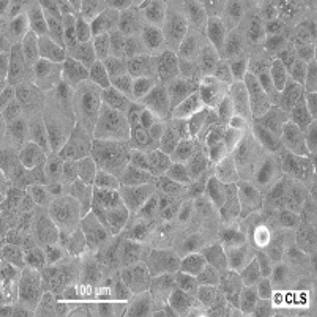 DU-145 - Cell Lines Service GmbH - Life Sciences