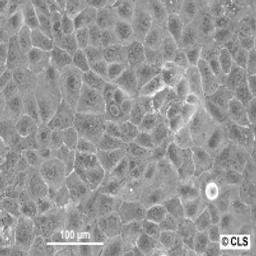DU-145 - Cell Lines Service GmbH - Life Sciences