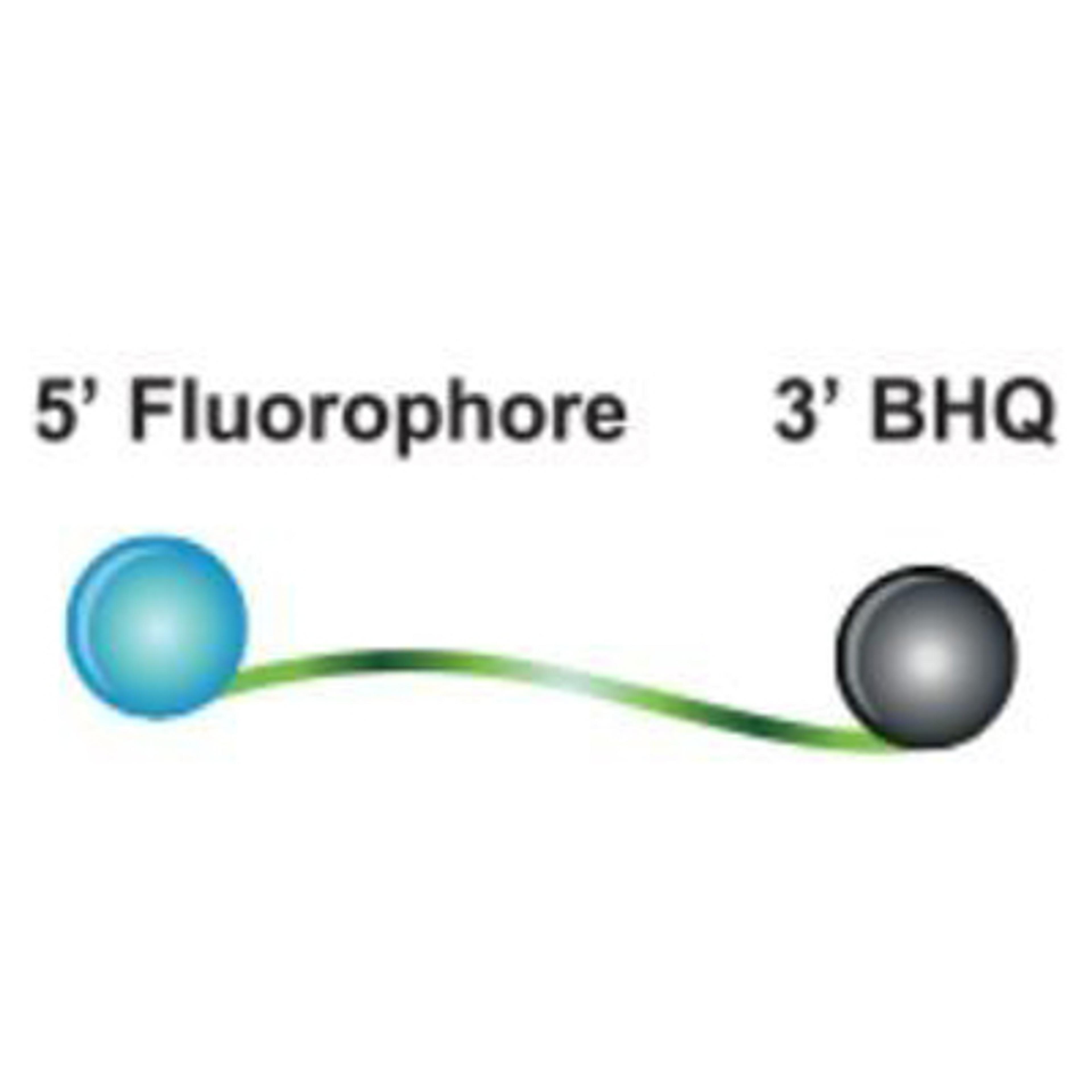 BHQ™ Probes - LGC Biosearch Technologies - Life Sciences