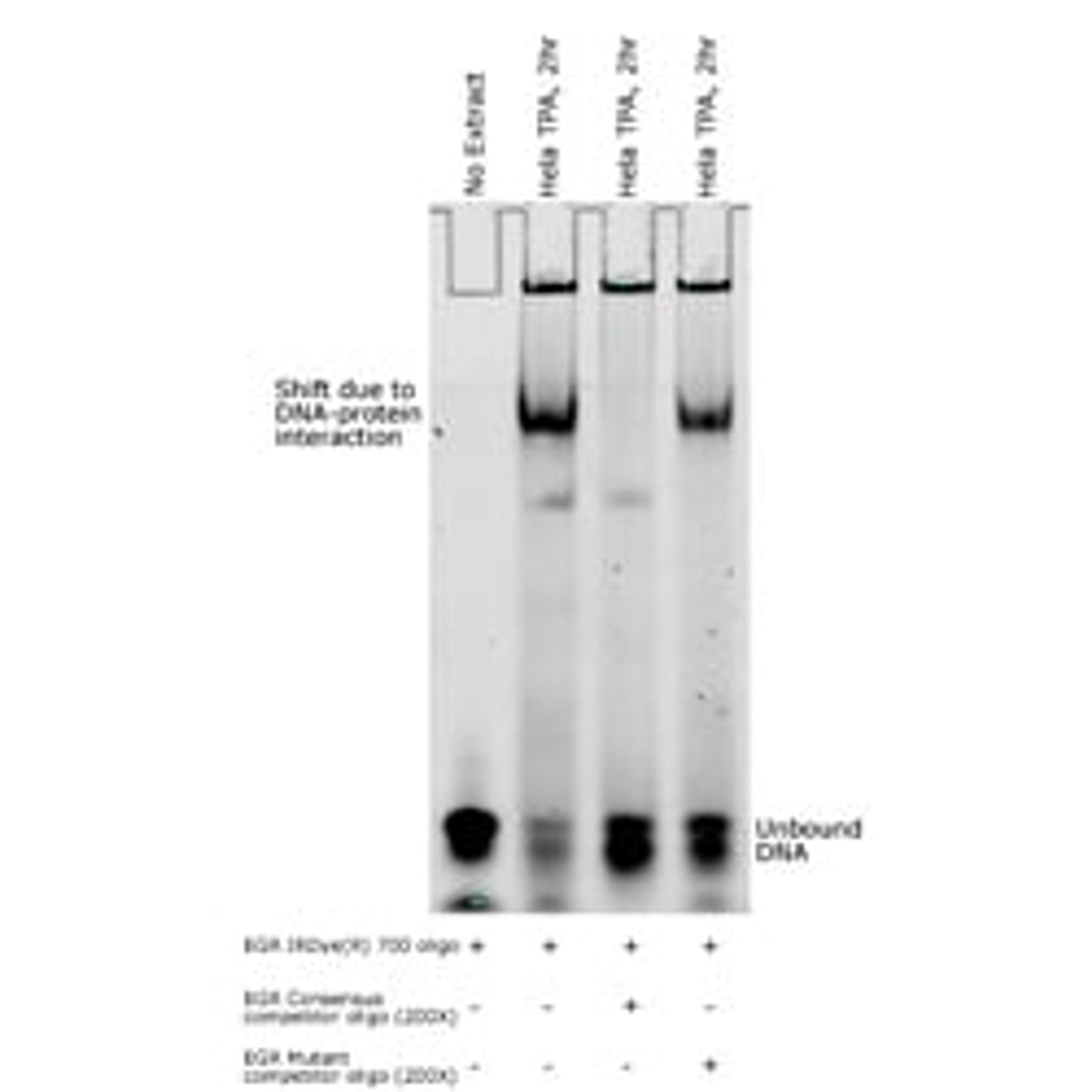 IRDye 700 Dye-labeled Oligonucleotides for EMSA/Gel Shift Assays - LICORbio - Life Sciences