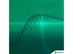 GenScript circRNA - GenScript - Life Sciences