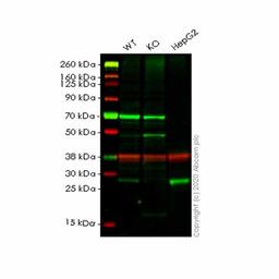 Human CTSH (Cathepsin H) knockout HEK293T cell line - Abcam plc - Life Sciences