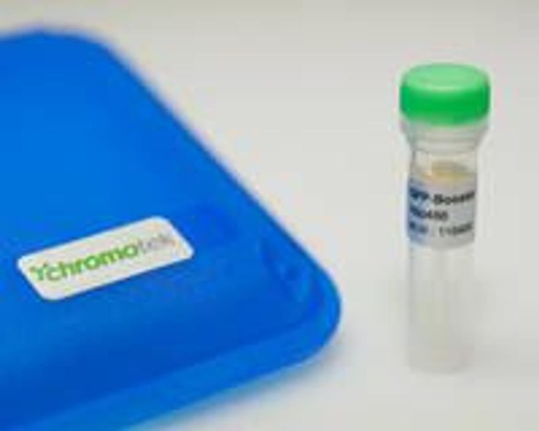 GFP-/RFP Booster - Chromotek GmbH - Life Sciences