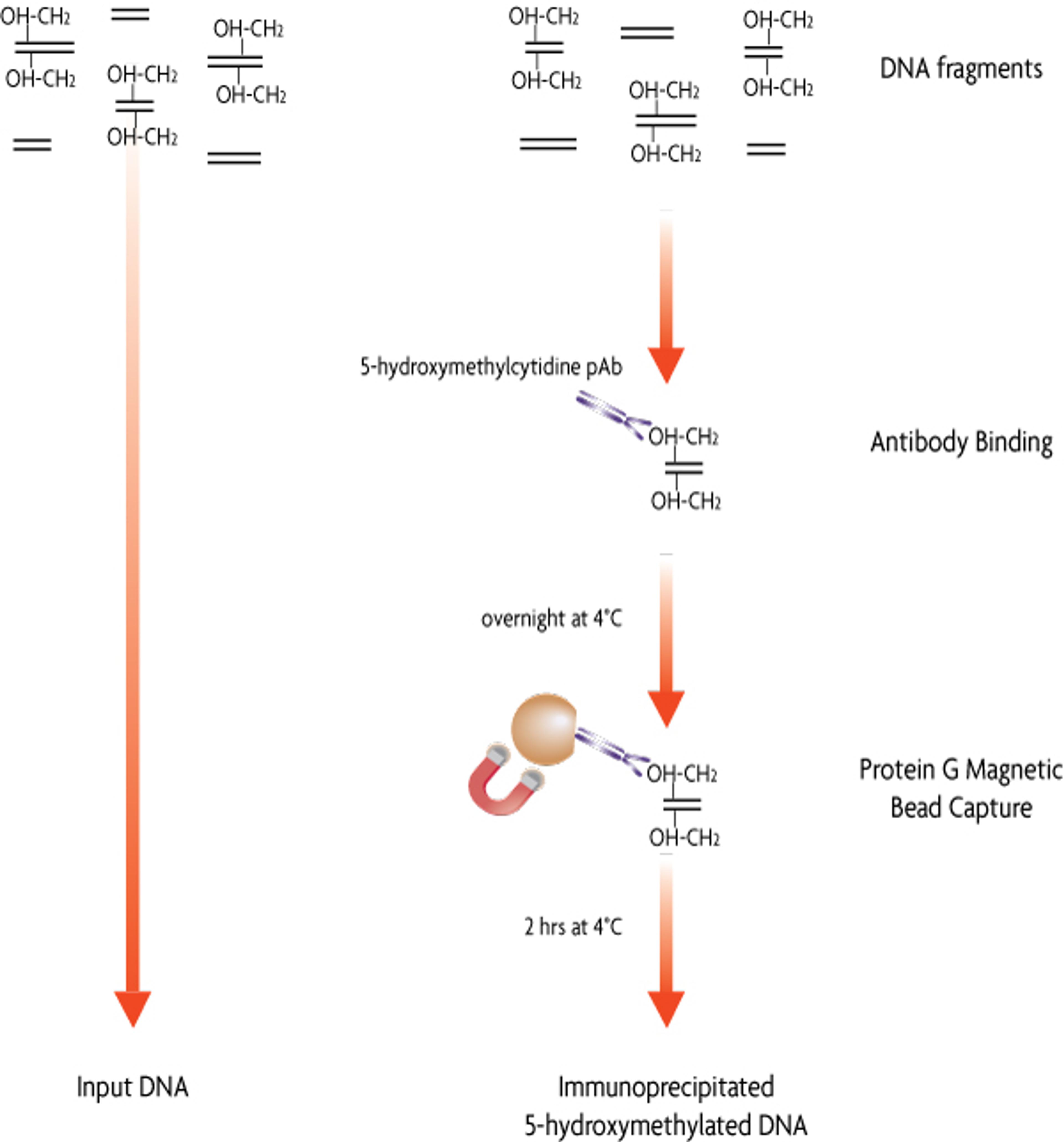 hMeDIP Kit - Active Motif - Life Sciences