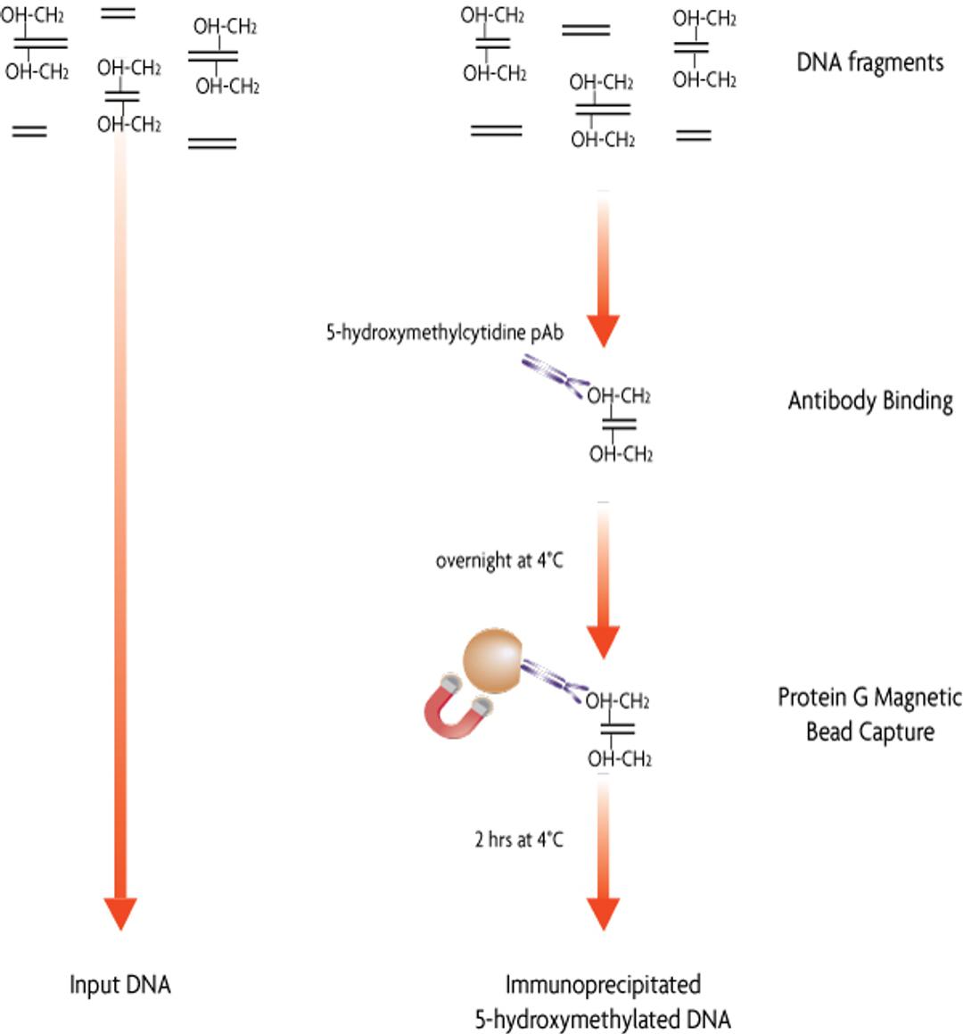 hMeDIP Kit - Active Motif - Life Sciences