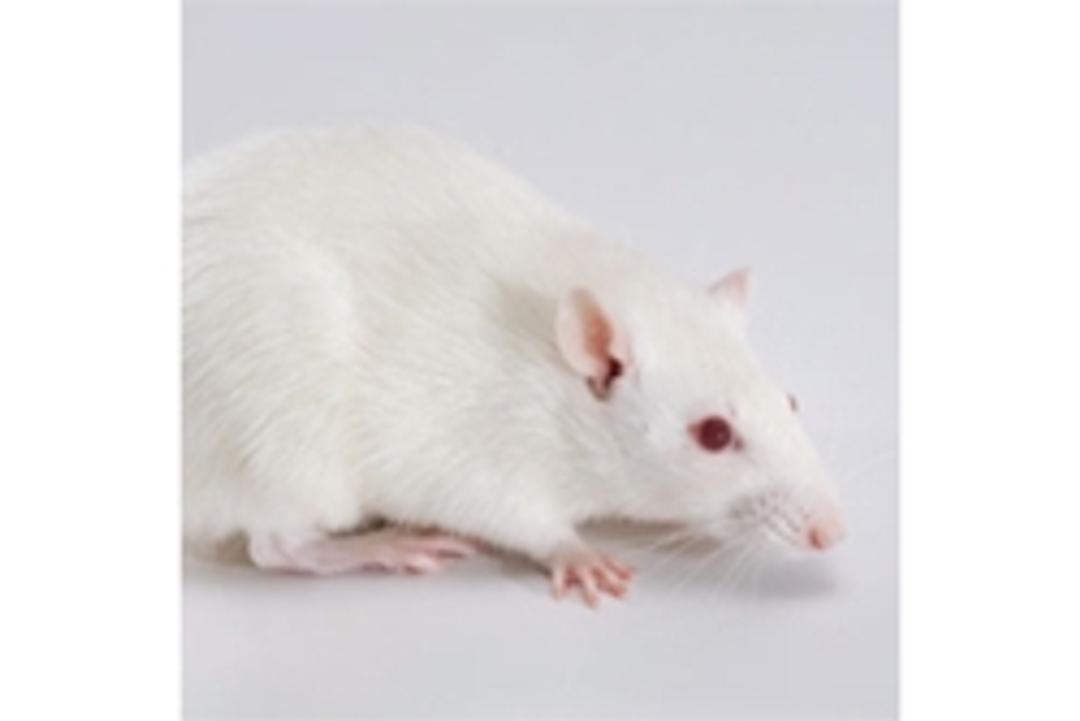 Rag1 Knockout Rat - SAGE Labs - Drug discovery > Pre-Clinical Development