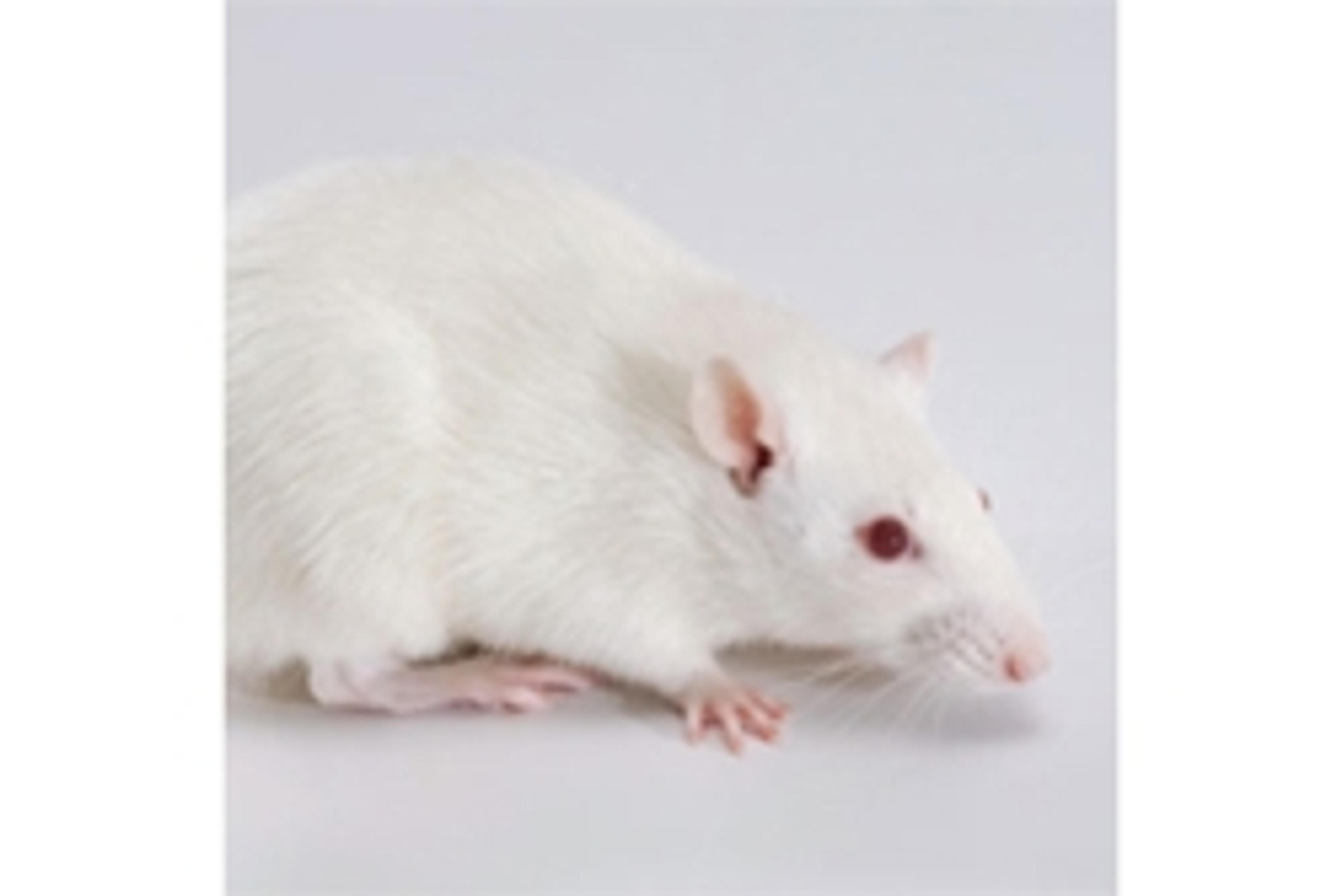 Rag1 Knockout Rat - SAGE Labs - Drug discovery > Pre-Clinical Development