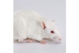 Rag1 Knockout Rat - SAGE Labs - Drug discovery > Pre-Clinical Development