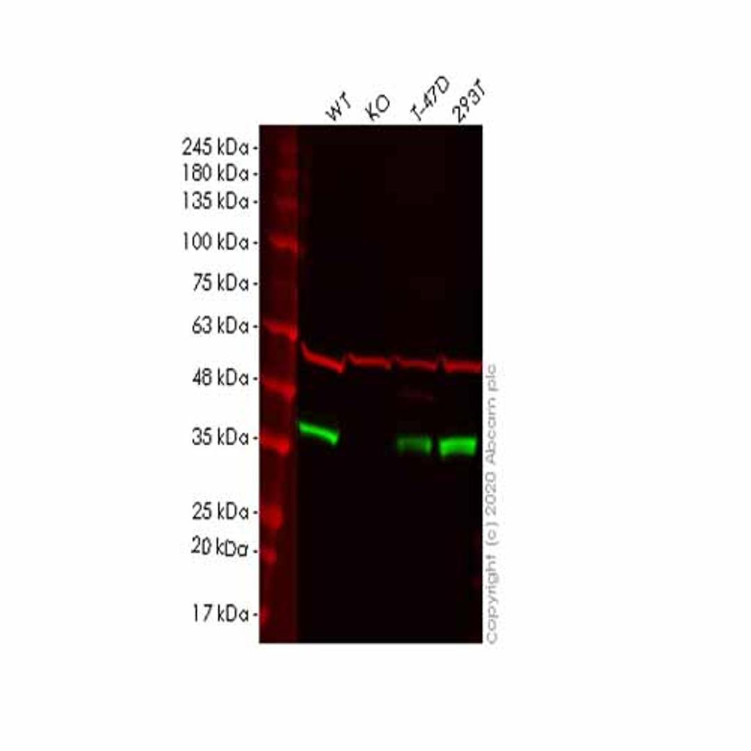 Human PPP1CC (PP1C gamma) knockout HeLa cell line - Abcam plc - Life Sciences