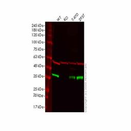 Human PPP1CC (PP1C gamma) knockout HeLa cell line - Abcam plc - Life Sciences
