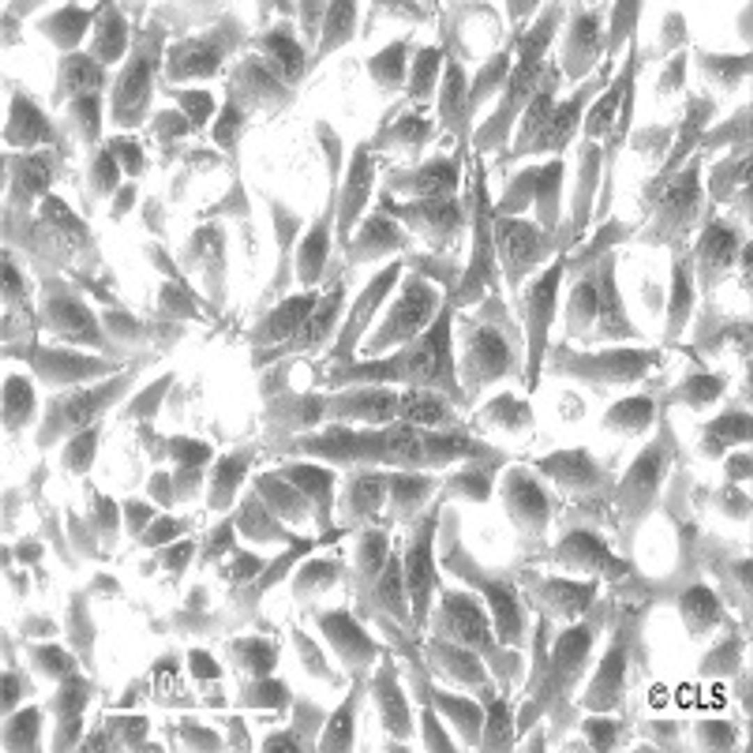 HeLa - Cell Lines Service GmbH - Life Sciences