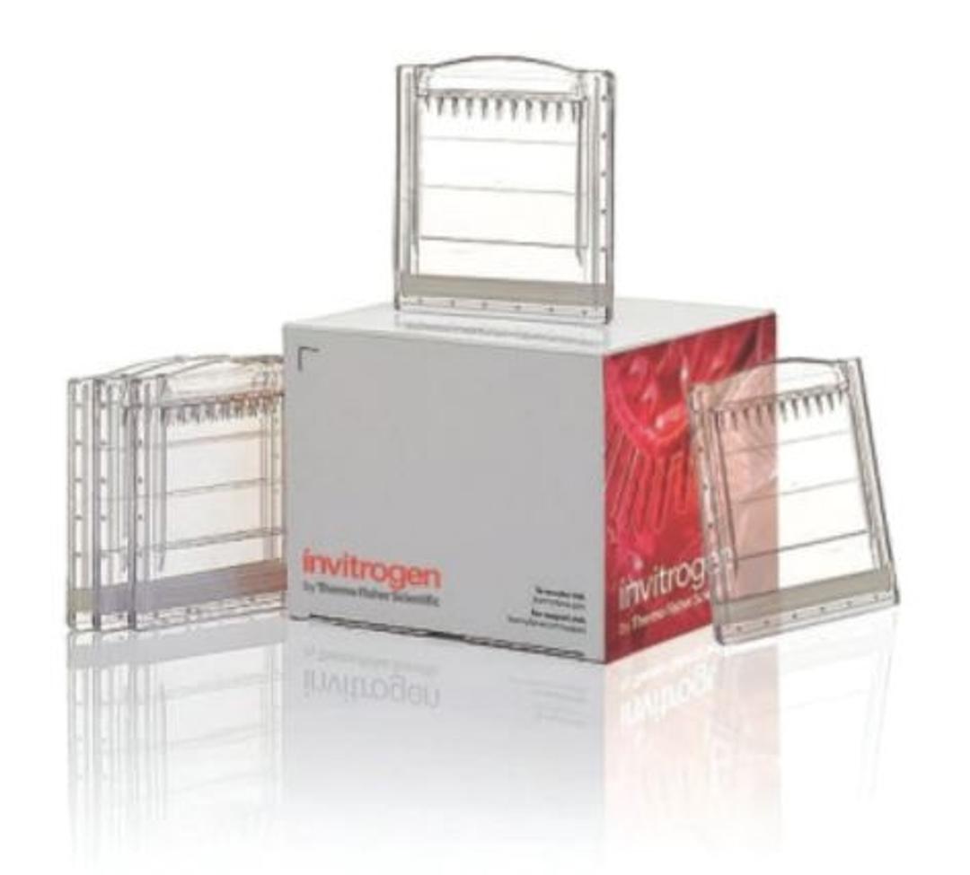NativePAGE™ 4 to 16%, Bis-Tris, 1.0 mm, Mini Protein Gel, 10-well - Thermo Fisher Scientific - Life Sciences
